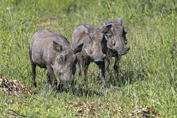 Three common warthogs (Phacochoerus africanus) on the savanna, Hluhluwe?Imfolozi Park, Game