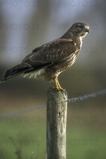 Common buzzard (Buteo buteo) perched on fence pole along field on farmland