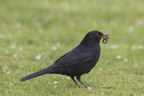 Eurasian blackbird (Turdus merula), common blackbird male with caught earthworm prey in beak on