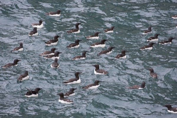 Thick-billed murres (Uria lomvia), Brünnich's guillemots swimming in sea, native to the sub-polar