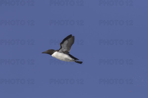 Thick-billed murre (Uria lomvia), Brünnich's guillemot in flight against blue sky, native to the