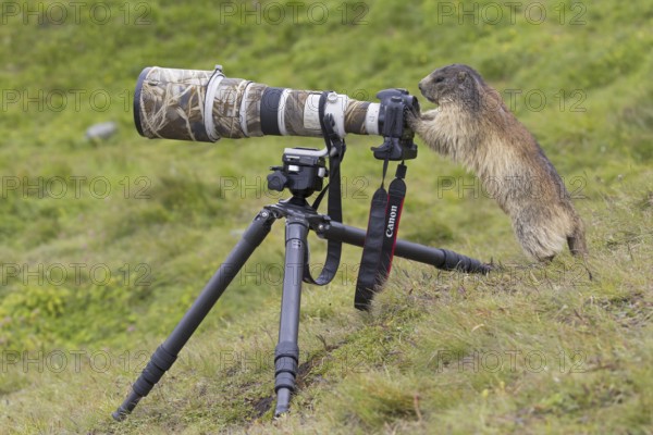Curious Alpine marmot (Marmota marmota) behind wildlife photographer's Canon camera with large