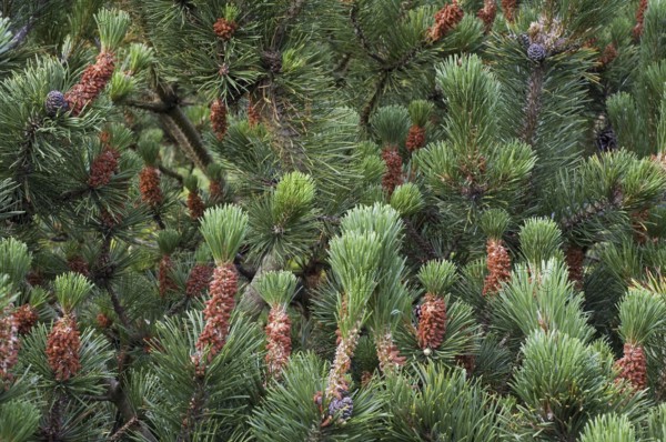 Swiss mountain pine, dwarf mountain pines (Pinus mugo) showing male flowers and developing cones,