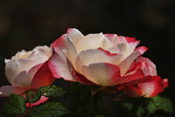 Garden roses after a rain in the front garden, Germany, Europe