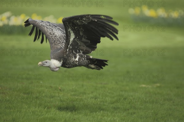 White-backed vulture (Gyps africanus), flight, ground, lesser griffon vulture, griffon vulture, old