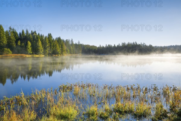Wafts of mist over the mirror-smooth mire lake Étang de la Gruère in the canton of Jura,