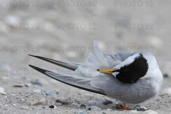 Little Tern (Sternula albifrons), grooming its feathers on the beach, Lower Saxony Wadden Sea