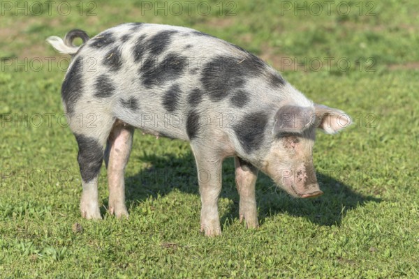 Dwarf pig in a pen in the spring. Alsace, France, Europe