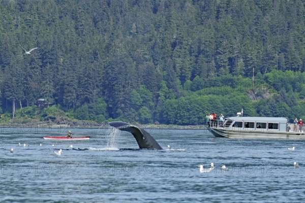 Descending humpback whale in front of small kayak and tourist boat, Inside Passage, Juneau, Alaska,