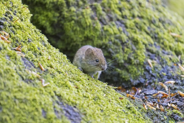 Bank vole (Clethrionomys glareolus) foraging on the forest floor