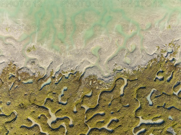Network of channels and streams at low tide, in the marshland of the Bahía de Cádiz, aerial view,