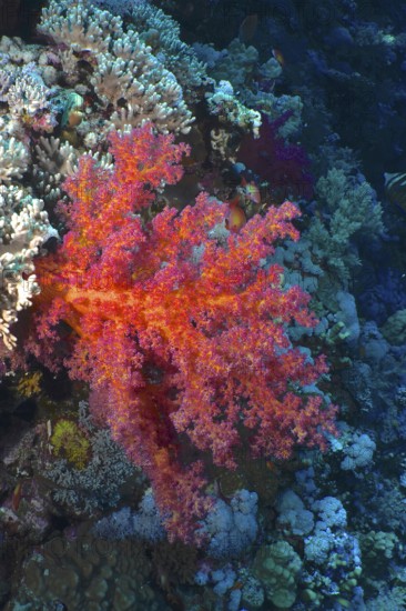 Hemprich's tree coral (Dendronephthya hemprichi), Elphinstone Reef dive site, Egypt, Red Sea,