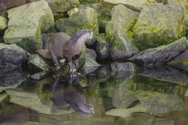 An oriental small-clawed otter or Asian small-clawed otter (Aonyx cinerea) stands on a rocky shore