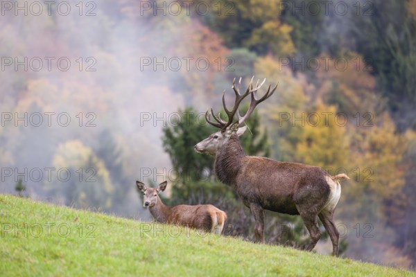 A red deer stag (Cervus elaphus) and a hind are standing in a meadow in hilly terrain. A forest