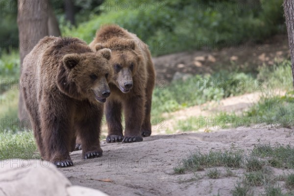 Two Kamchatka brown bears (Ursus arctos piscator), walking in a forest. Some green vegetation in