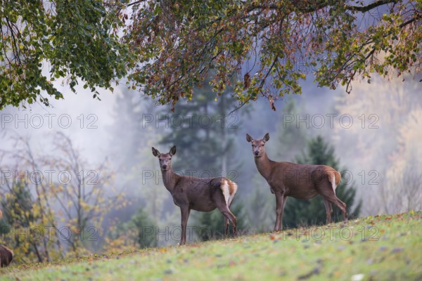 Two red deer hinds (Cervus elaphus) stand in a meadow, A forest with autumn leaves can be seen in