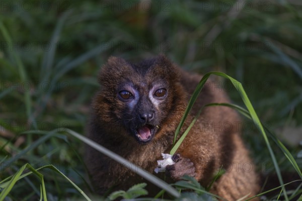 One red-bellied lemur (Eulemur rubriventer) sitting on grass, feeding on a leaf. Green vegetation