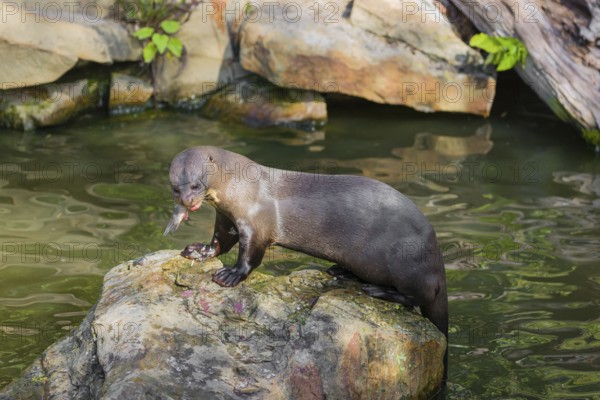 A giant otter or giant river otter (Pteronura brasiliensis) sits on a rock in the shallow water of