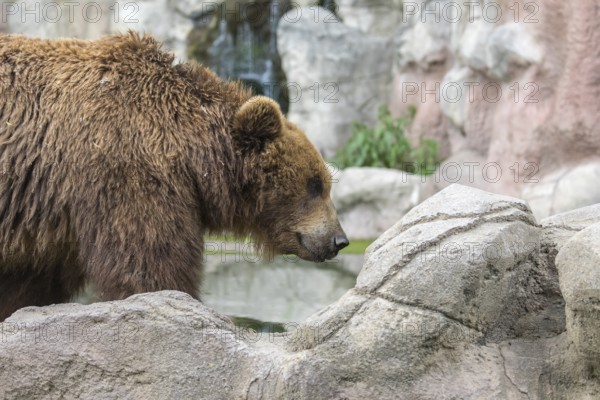 One Kamchatka brown bear (Ursus arctos piscator), bathing in a pond with a small cascade in the