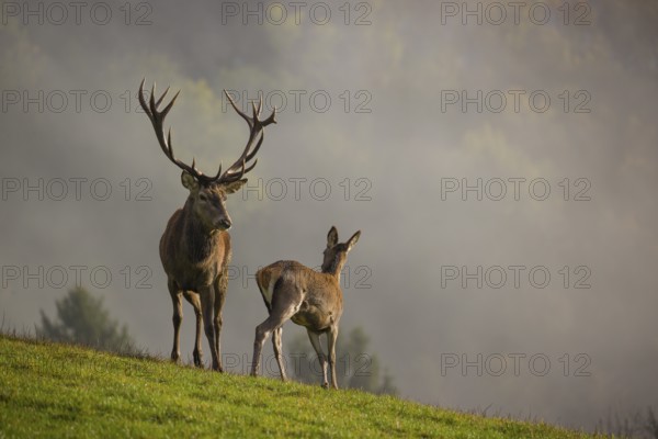 A red deer stag (Cervus elaphus) and a hind are standing in a meadow in hilly terrain. A forest