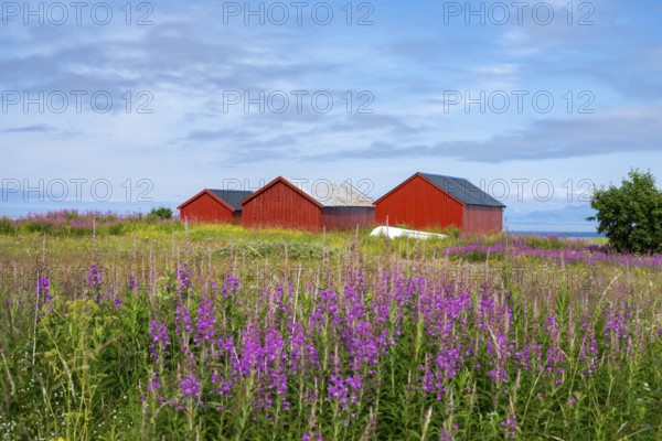 Red boathouses on the Lofoten coast, Gimsoy Island, Lofoten, Norway, Europe