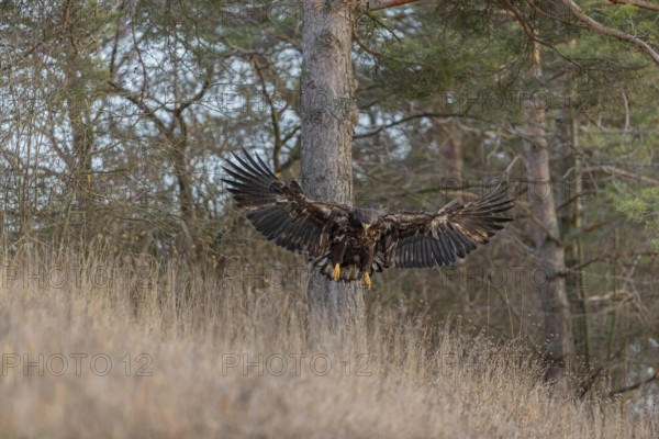 One white-tailed eagle (Haliaeetus albicilla) flying off of a pine tree standing in dry grass on