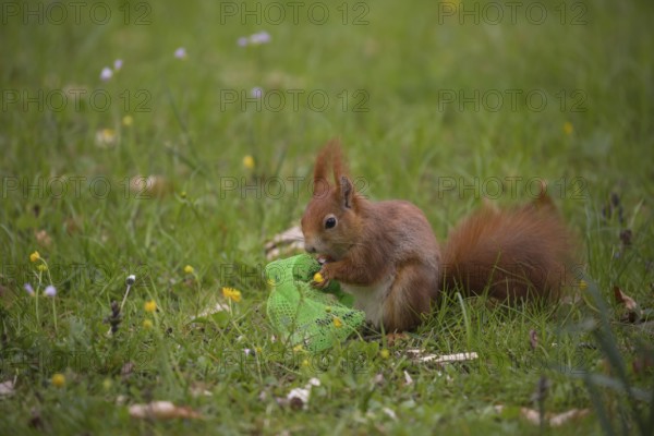 One Red squirrel or Eurasian red squirrel (Sciurus vulgaris) feeding on bird food in a plastic net.