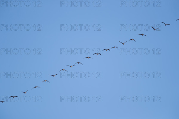 Greylag geese in relay flight in the sky, in the Großen Rosin Moor nature reserve,