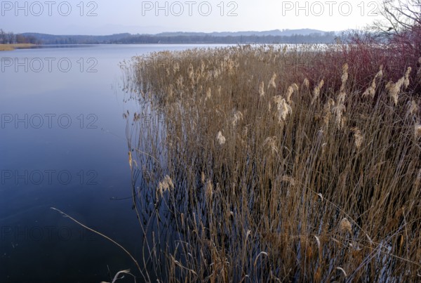 Waginger See, Tachinger See, at the jetty near Tettenhausen, Rupertiwinkel, Upper Bavaria, Bavaria,
