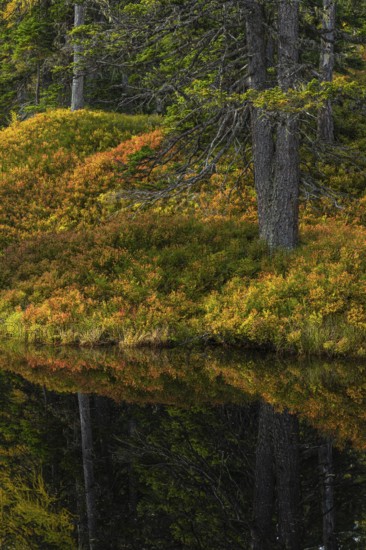 View of an autumnal virgin forest with small ponds, dead trees and heather. Hohe Tauern NP, Kolm