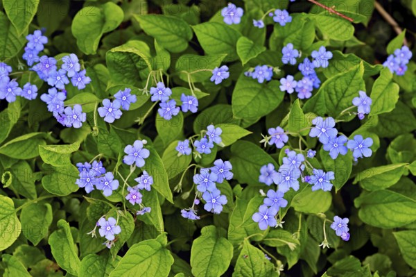 Blossoms of the forget-me-not (Myosotis), Switzerland, Europe