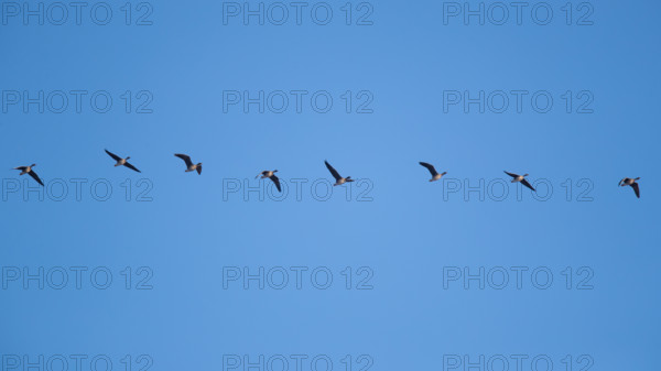 Greylag geese in relay flight in the sky, in the Großen Rosin Moor nature reserve,