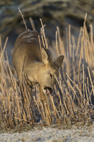 Roe deer standing in hoar frosted dead stinging nettle at minus 15 °C at sunrise. Licking off the