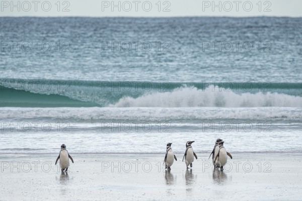Magellanic penguins (Sphreniscus magellanicus) landing on a beach, Volunteer Point, Falkland