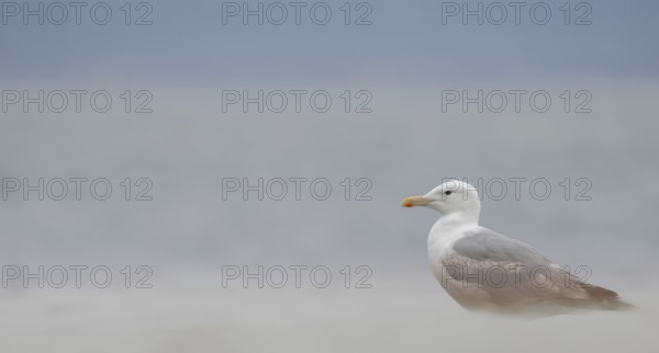 Herring Gull (Larus argentatus) sitting on a foggy beach, Amrum Island, Germany, Europe