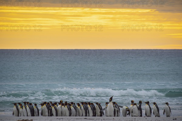 King penguins (Aptenodytes patagonicus), in the morning light on the beach, Volunteer Point,