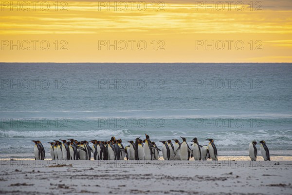 King penguins (Aptenodytes patagonicus), in the morning light on the beach, Volunteer Point,