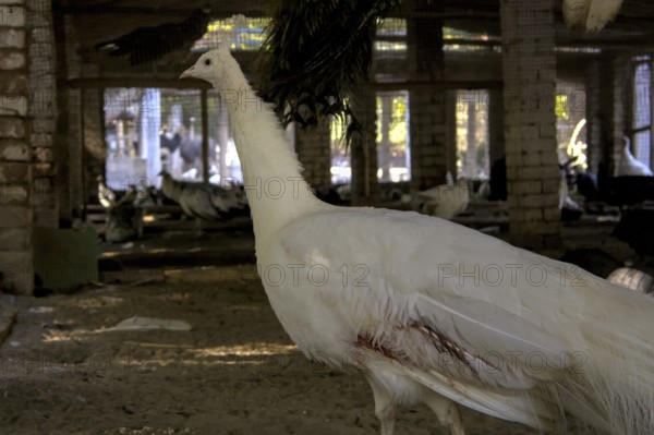 Injured White Peacock (Pavo cristatus), Peafowl Standing in Cage