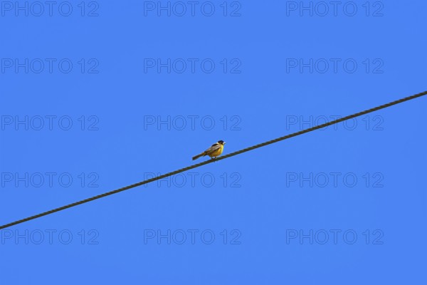 Black-headed Bunting Bird on the Wire. Minimalistic Image. Devna, Bulgaria, Europe
