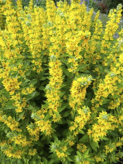Golden fieldfare, yellow flowers