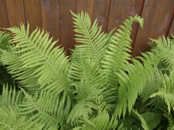 Garden fern