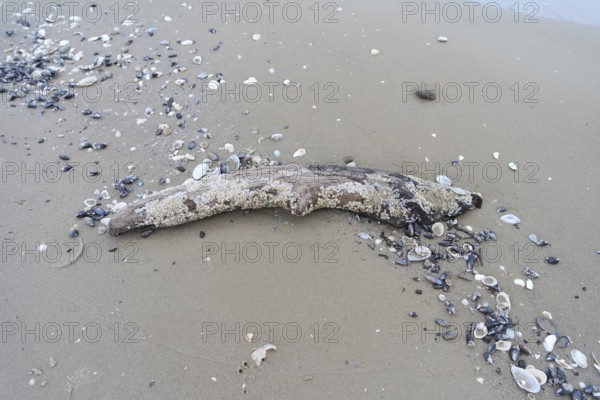 Flotsam on the beach