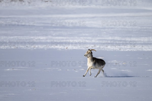 Marco Polo sheep (Ovis ammon polii), Pamir-Argali, Pamir wild sheep, female, Pamir plateau,