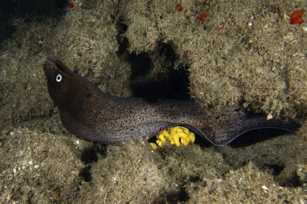A Muraena augusti (Muraena augusti) hiding in a reef with yellow sea sponge, dive site Los