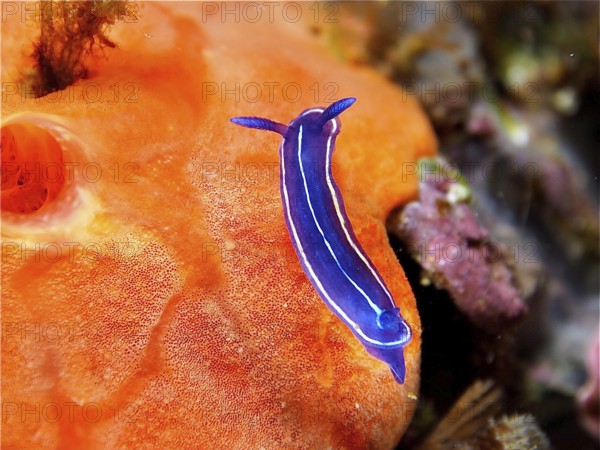 Blue nudibranch, magnificent star snail (Felimare tricolor), on Orange upholstery sponge (Reniera