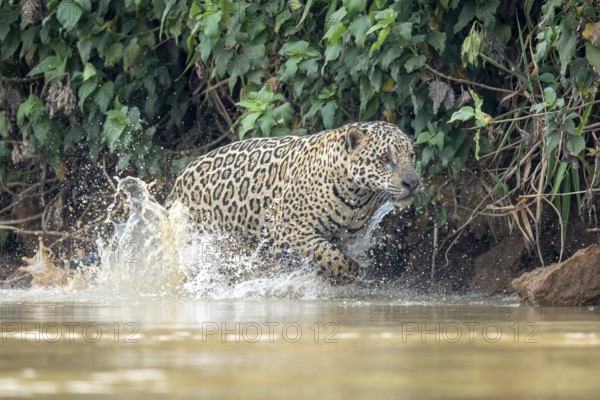 Jaguar (Panthera onca), jumping through the water, North Pantanal, Barão de Melgaço, Joselândia,