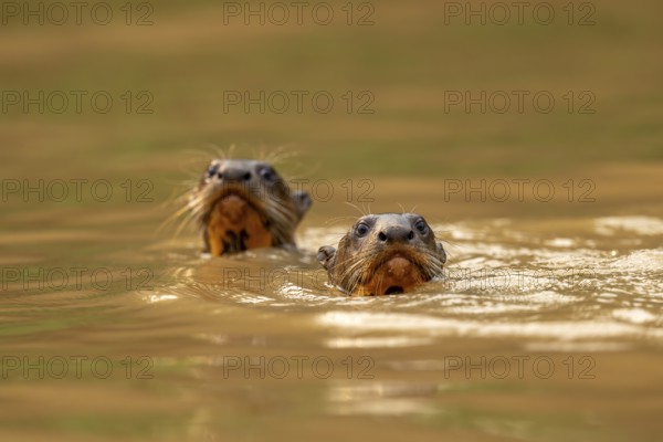 Two giant otters (Pteronura brasiliensis), juveniles, North Pantanal, Barão de Melgaço, Joselândia,