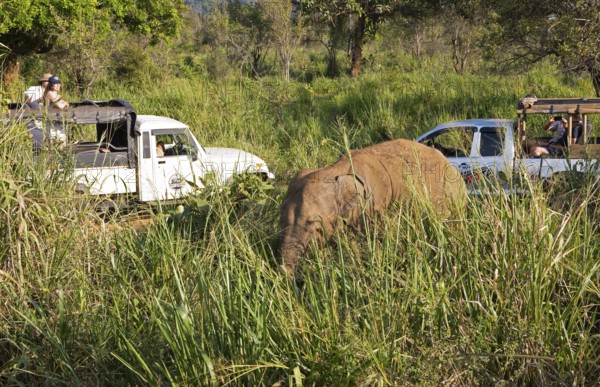 Sri Lanka Elephant or Ceylon Elephant (Elephas maximus maximus) and safari jeeps, Hurulu Eco-Park