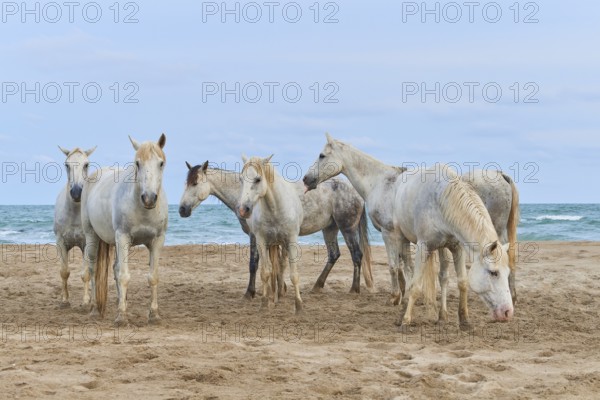 Group of white Camargue horses standing on a sandy beach in front of the sea under a clear sky,