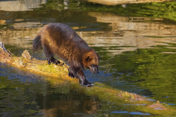 One wolverine (Gulo gulo) runs along a log lying in the water
